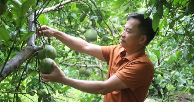 Đất khỏe, cây khỏe, quả to đẹp nhờ tưới tự động