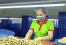 Doanh nghiệp chạy đua xuất hàng sang Mỹ