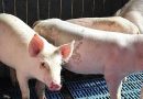 Giá heo hơi hôm nay 4/5/2025: Tuần này giảm nhẹ